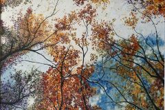 Annemarie-autumn-canopy-