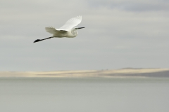 David Godfrey - Egret in flight