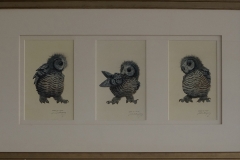 US-barred-owl-owlets-