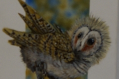 Barn-owl-owlets-